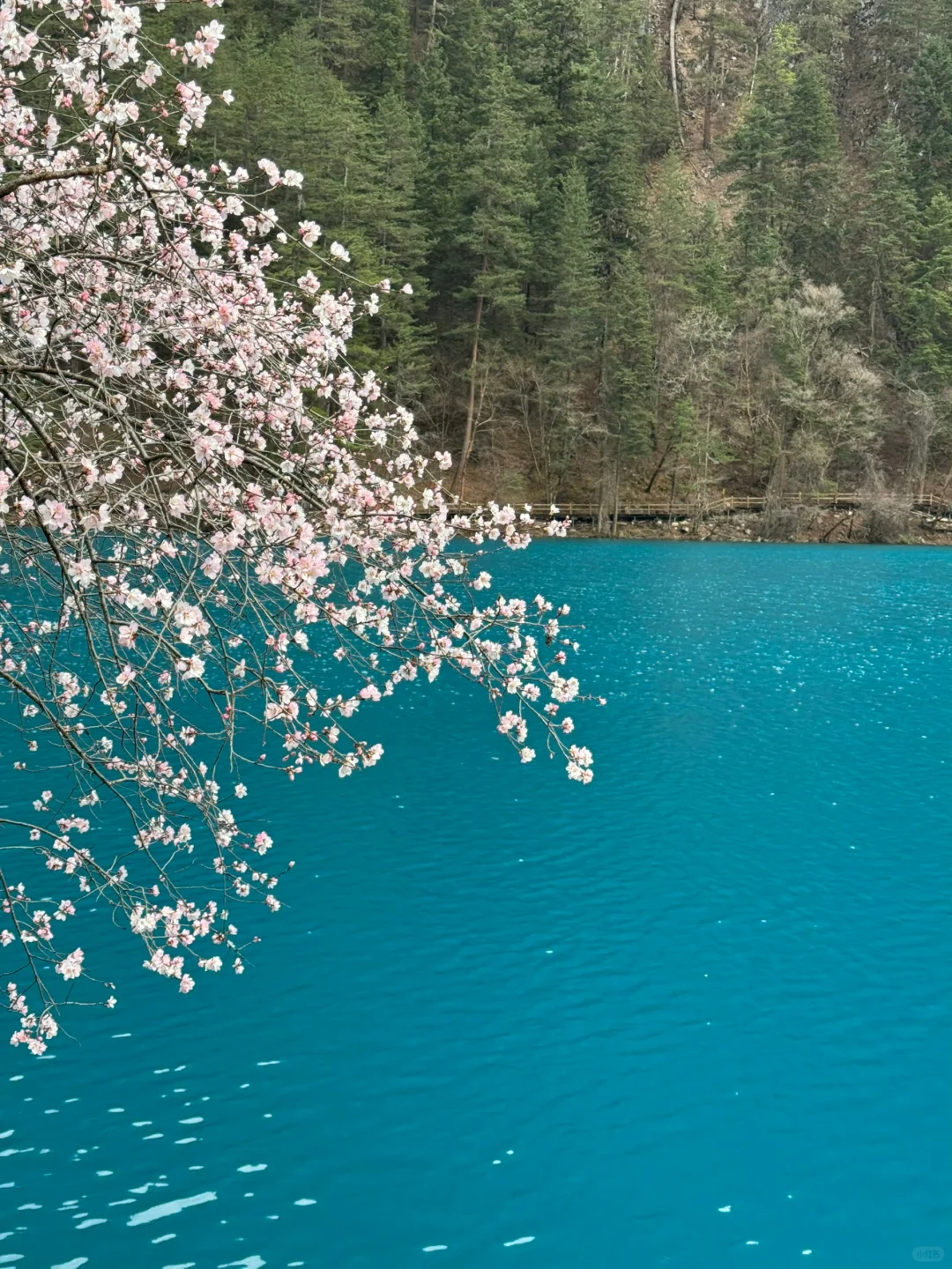 4.9📍九寨沟live实况直出…大自然的调色盘🎨