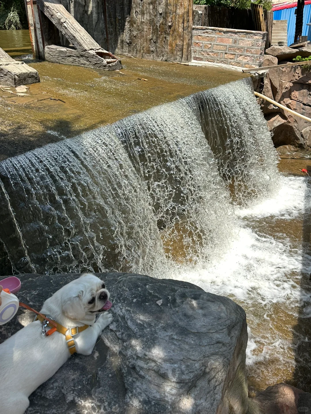 邯郸旅游之宠物友好景区：狗狗来七步沟啦