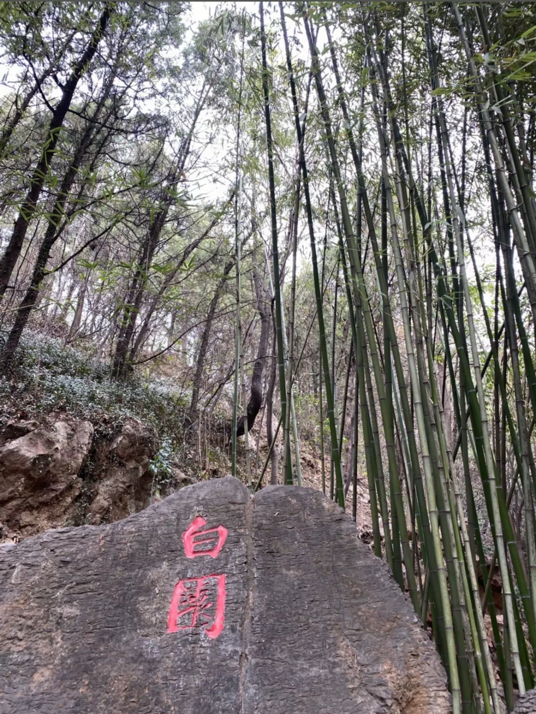 带爸妈去洛阳，2025赏花全攻略 路线+美食