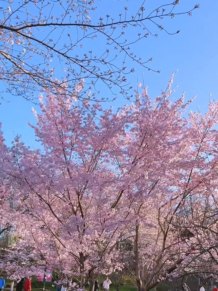 北京樱花🌸赏花攻略！错过等一年❗