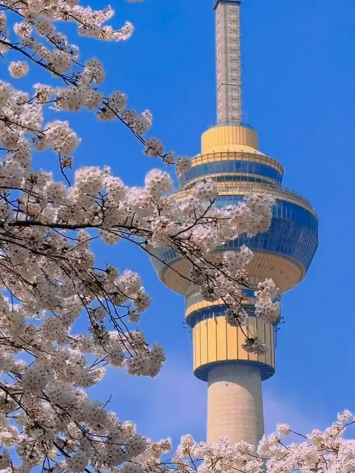 北京樱花🌸赏花攻略！错过等一年❗
