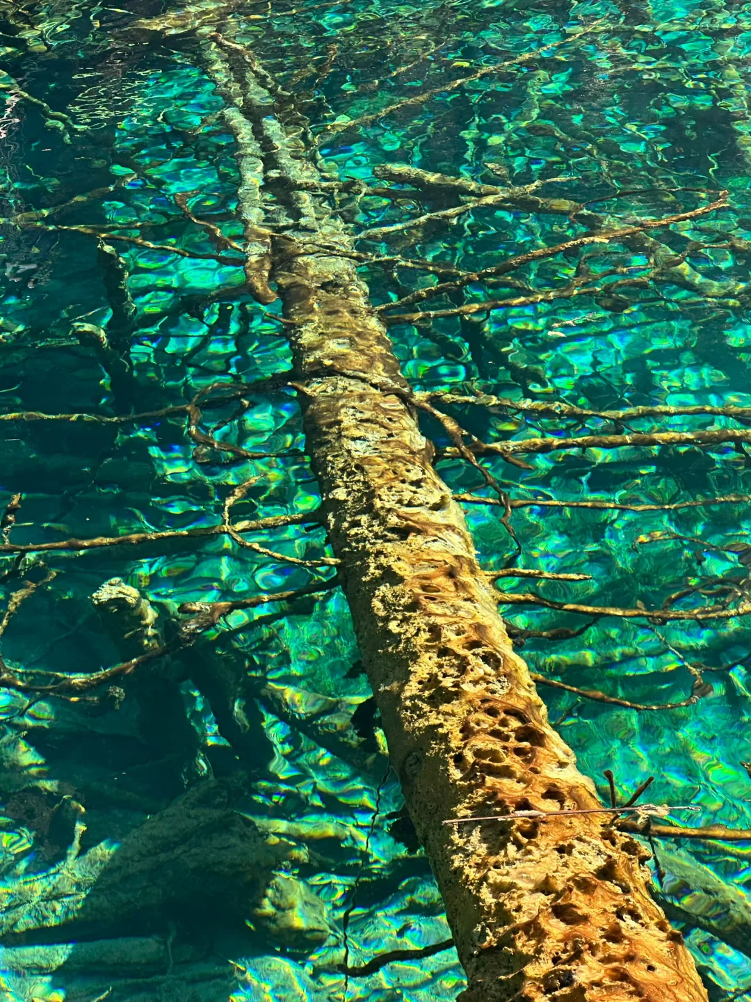 4.9📍九寨沟live实况直出…大自然的调色盘🎨