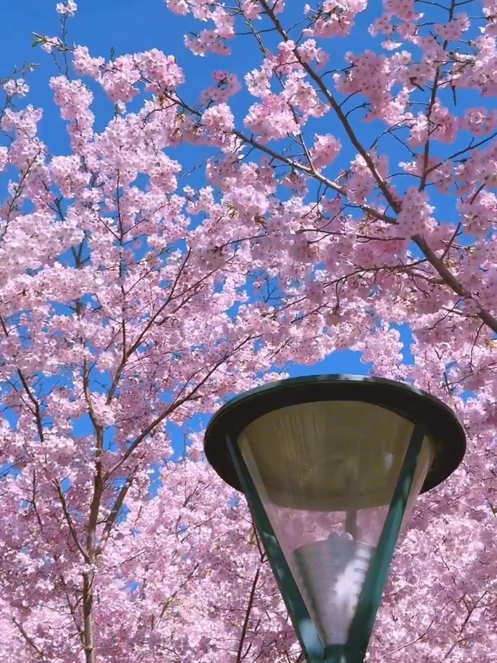 北京樱花🌸赏花攻略！错过等一年❗