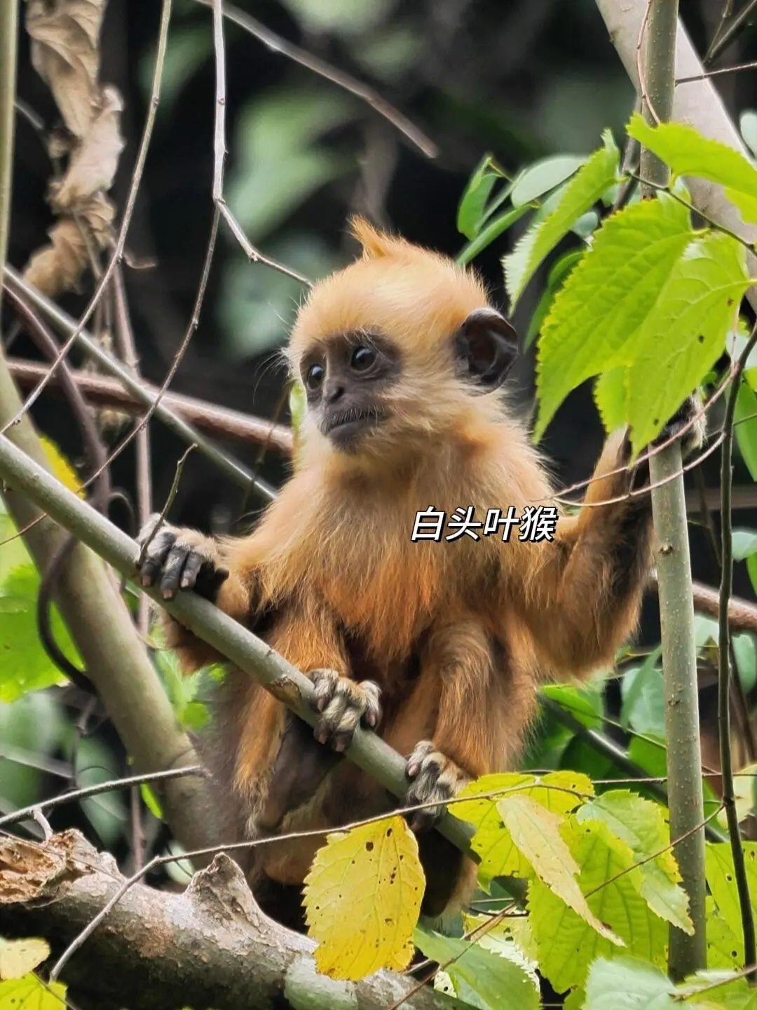 本以为武功山已经够美了，直到我来了崇左…