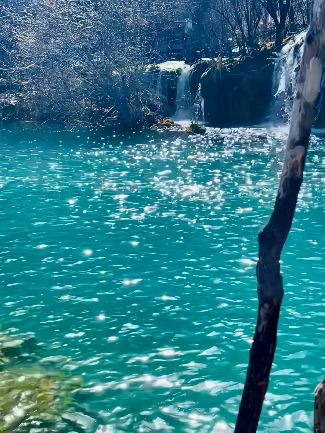 4.9📍九寨沟live实况直出…大自然的调色盘🎨