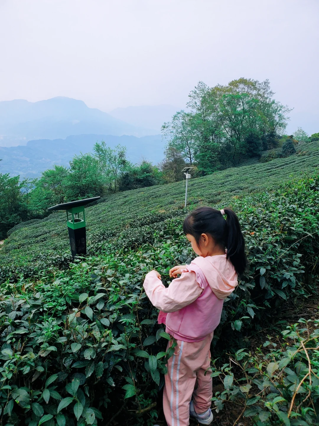刚回来❗蒙顶山采茶徒步，亲子奖牌拿下‼️