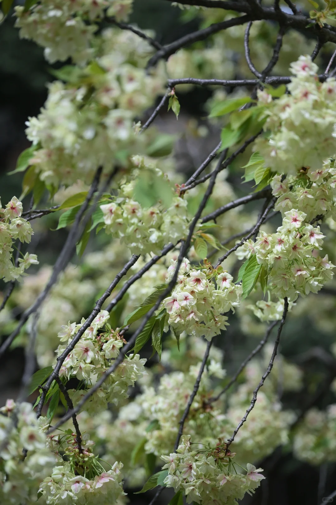 在陇南｜赏樱🌸品酿～