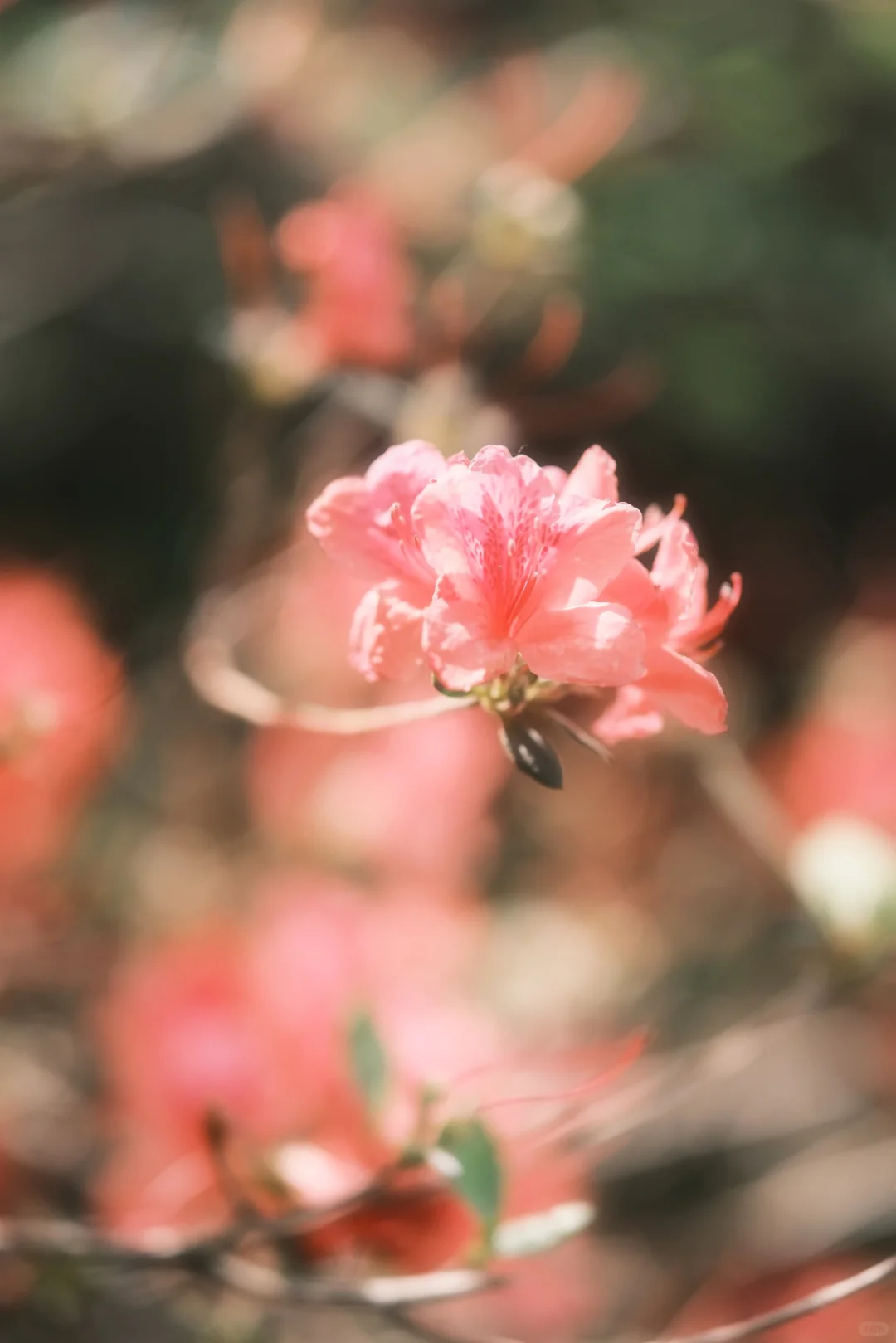 木兰山巅的粉墨江湖｜云雾山杜鹃花