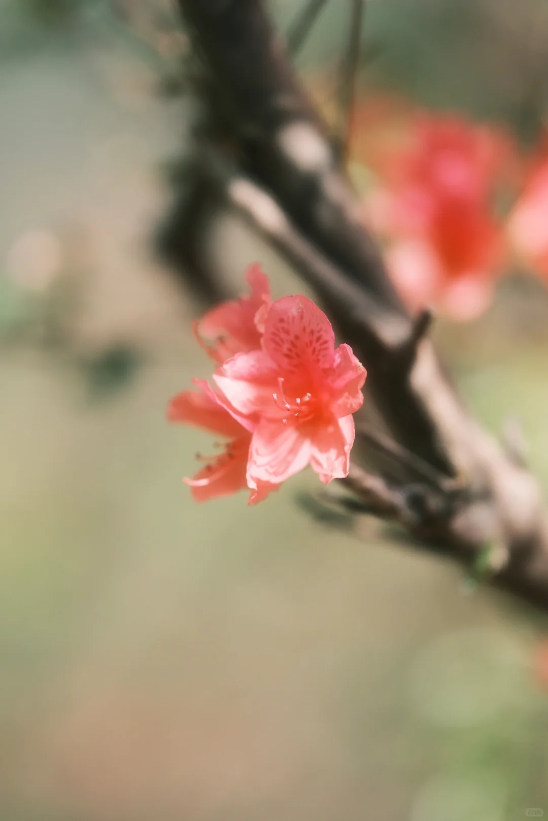 木兰山巅的粉墨江湖｜云雾山杜鹃花