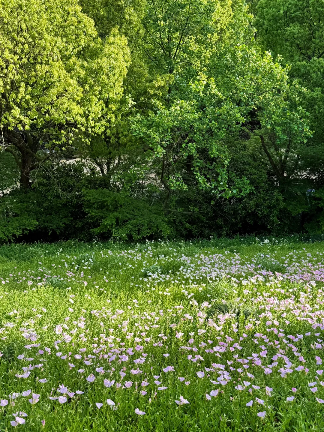 公园吸氧计划 | 西湖边存在感最低的公园⛰️