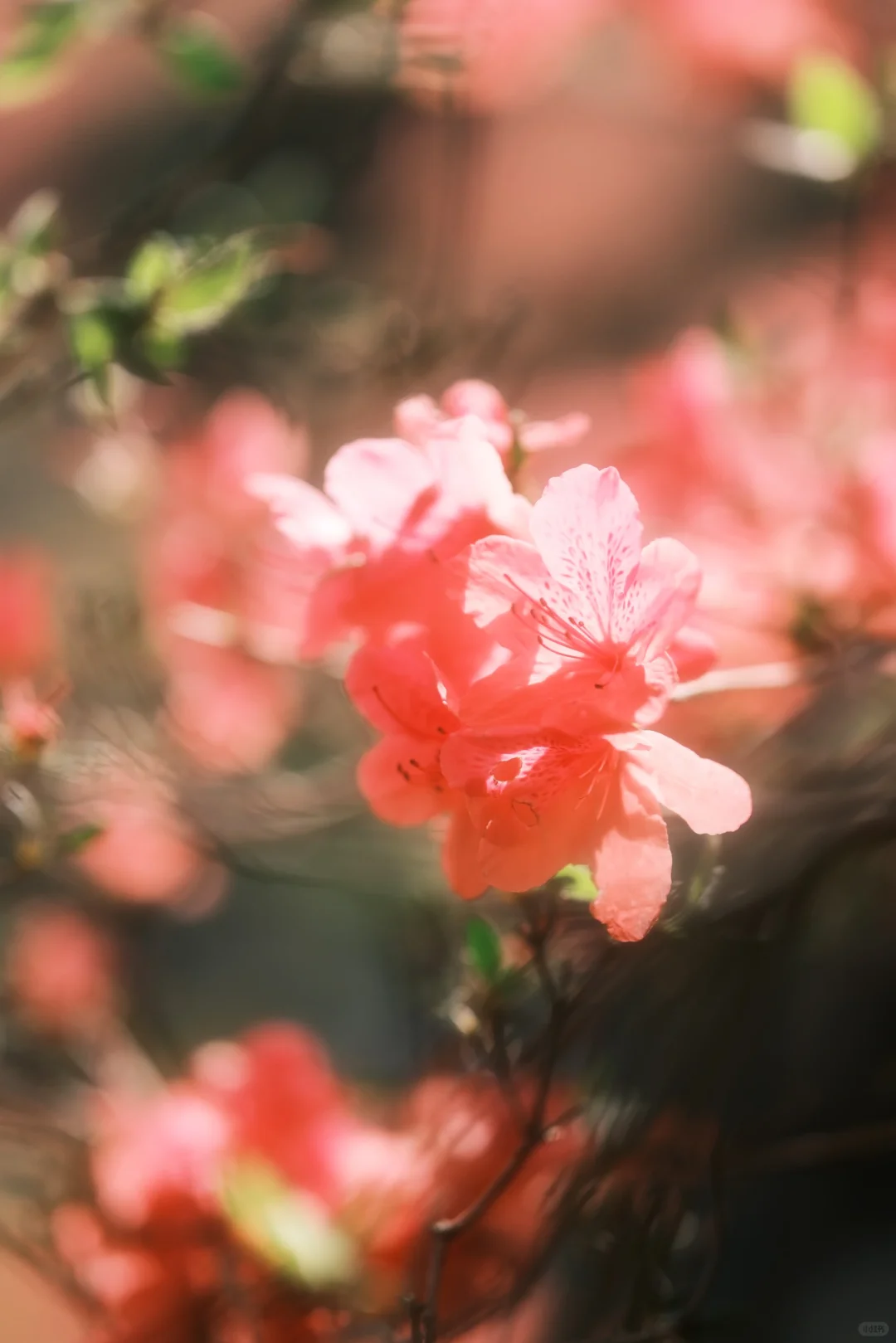 木兰山巅的粉墨江湖｜云雾山杜鹃花