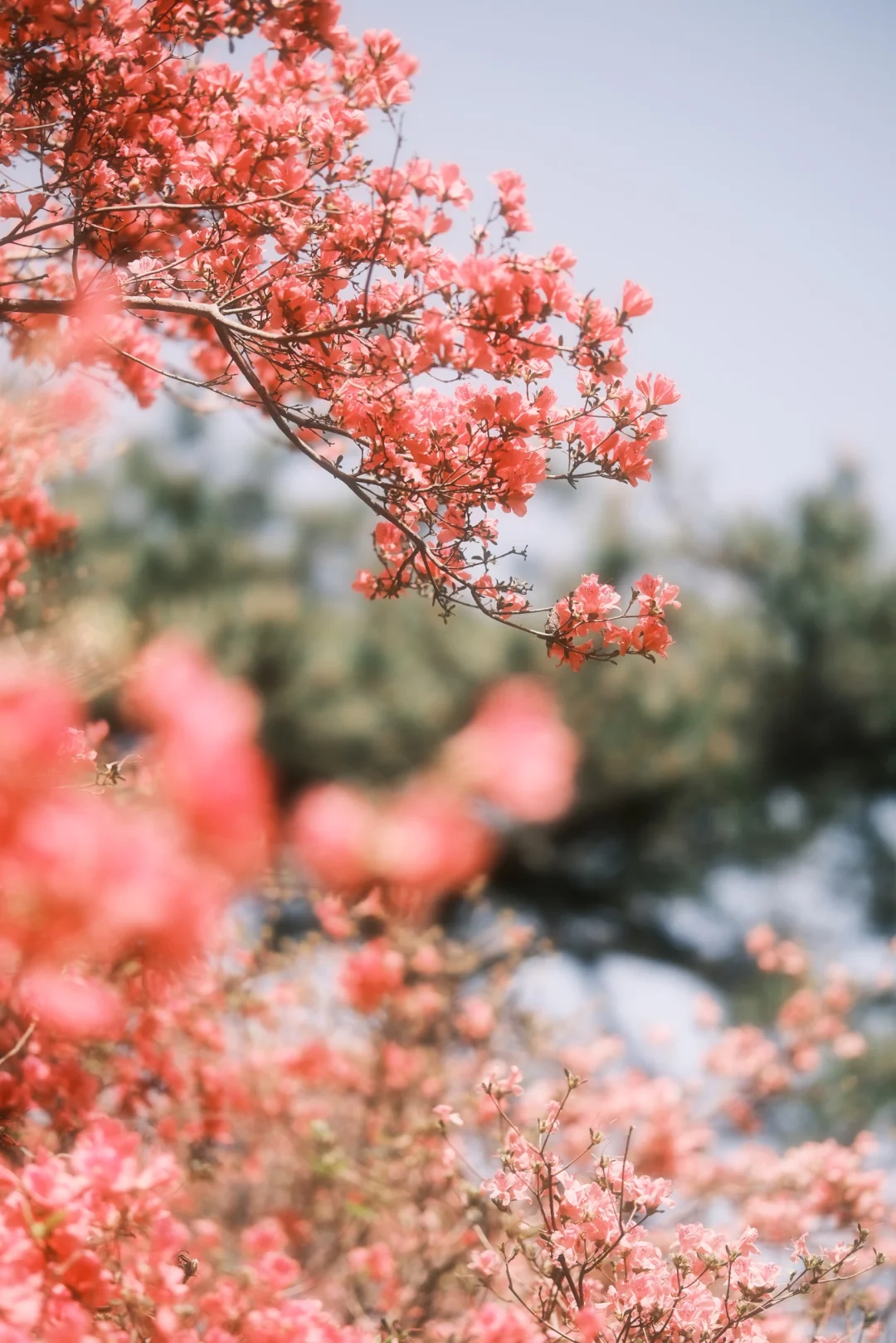 木兰山巅的粉墨江湖｜云雾山杜鹃花