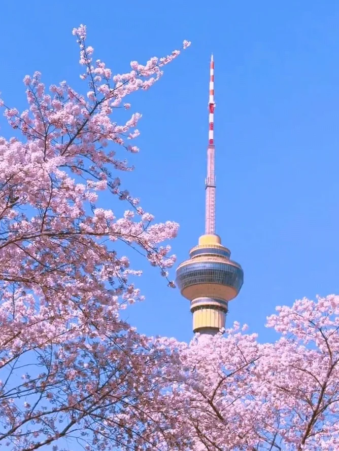 北京樱花🌸赏花攻略！错过等一年❗