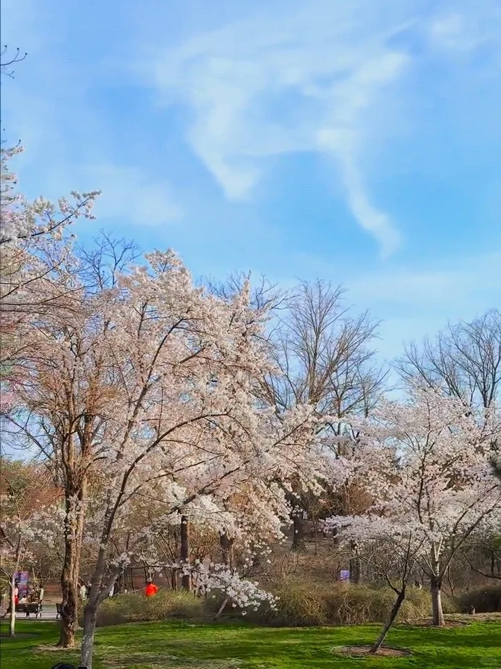 北京樱花🌸赏花攻略！错过等一年❗