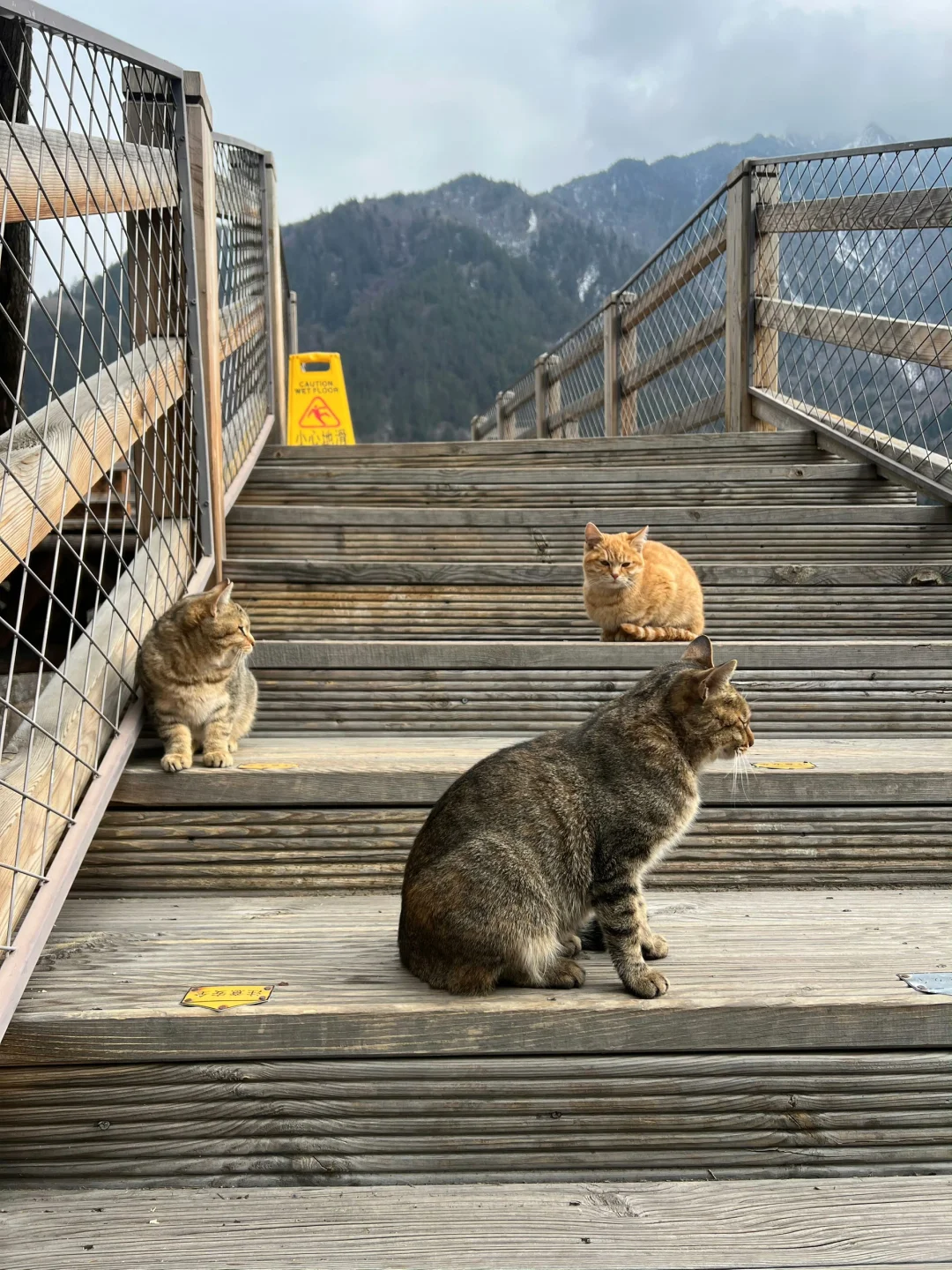 4.9📍九寨沟live实况直出…大自然的调色盘🎨