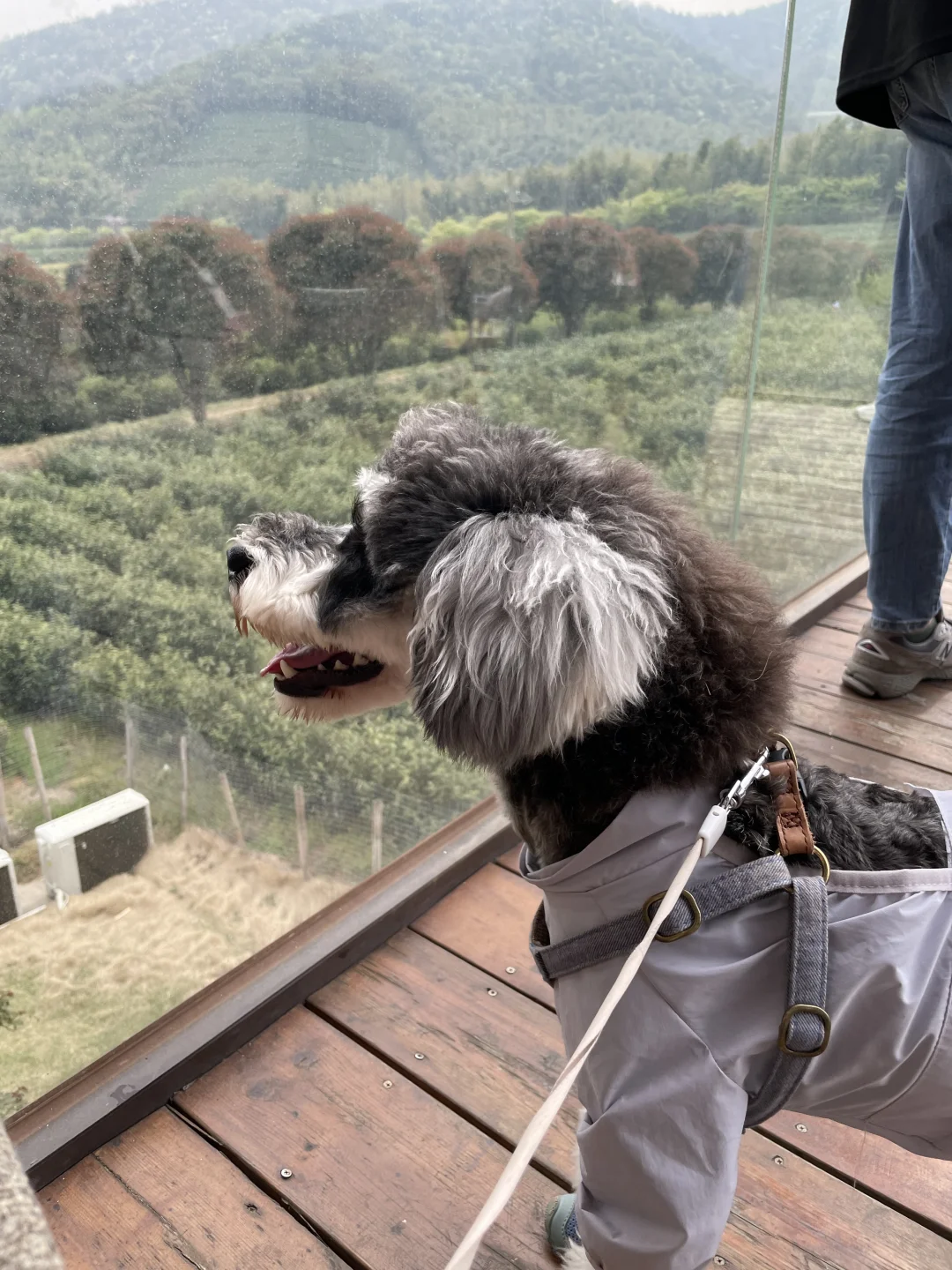 带着小狗去旅行