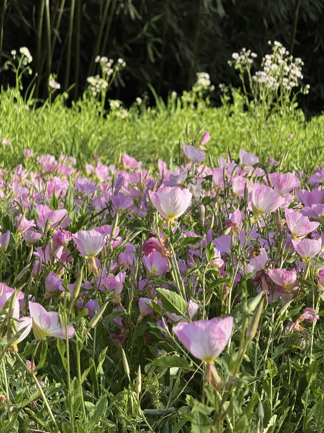 公园吸氧计划 | 西湖边存在感最低的公园⛰️