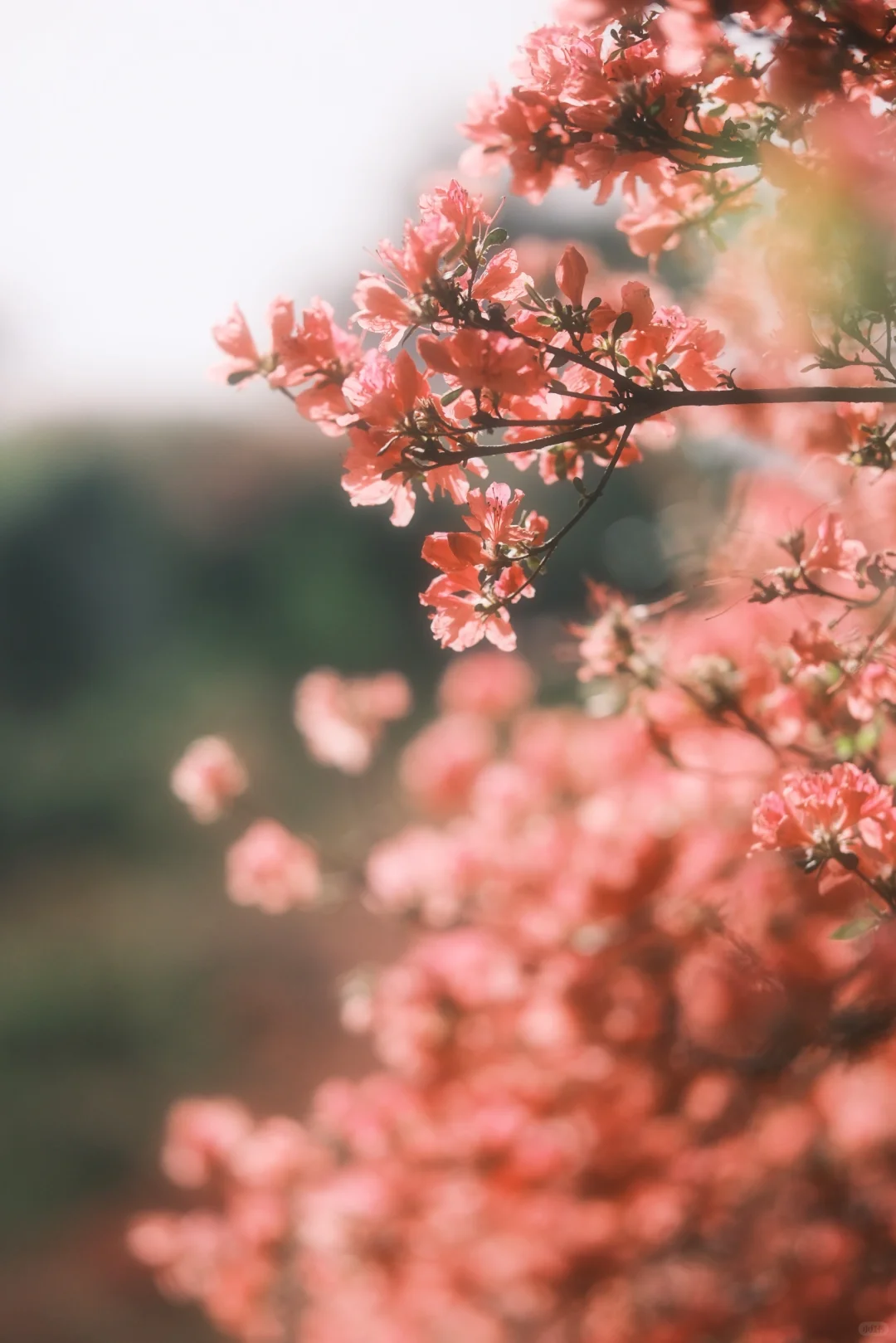木兰山巅的粉墨江湖｜云雾山杜鹃花