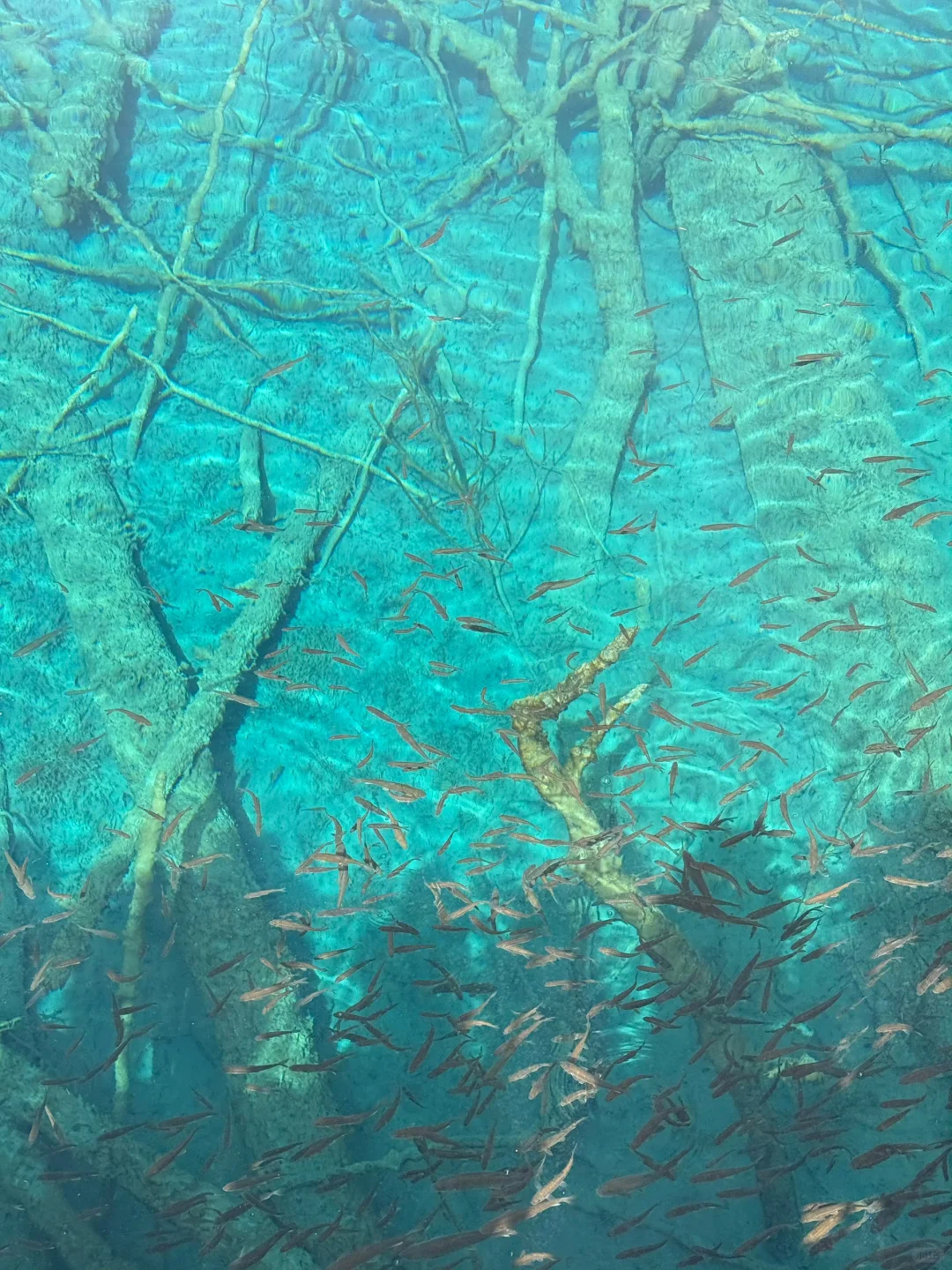 4.9📍九寨沟live实况直出…大自然的调色盘🎨