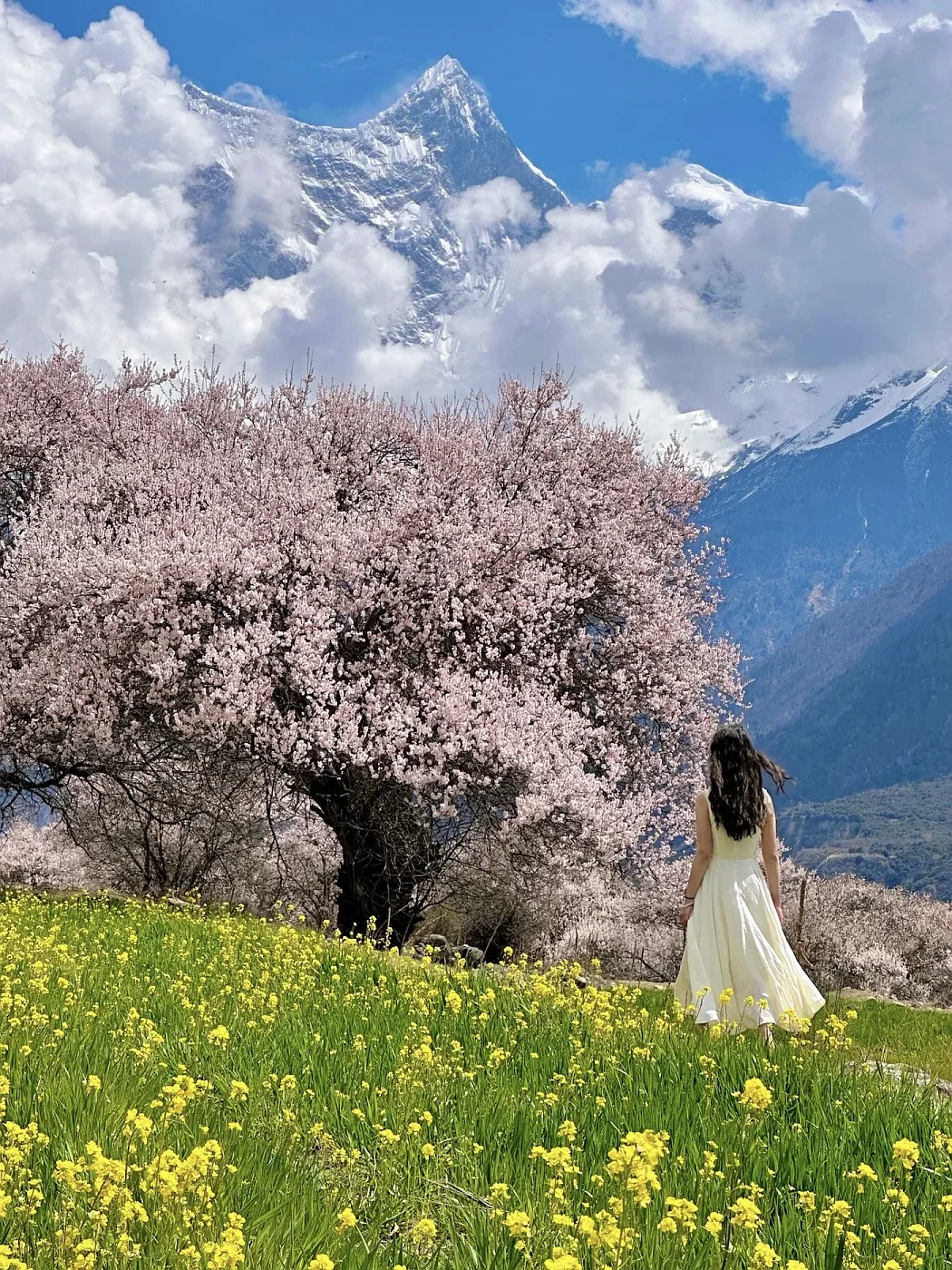 林芝的十里桃花🌸和日照金山，真的太震撼啦！