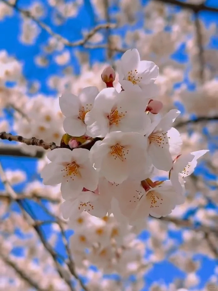北京樱花🌸赏花攻略！错过等一年❗