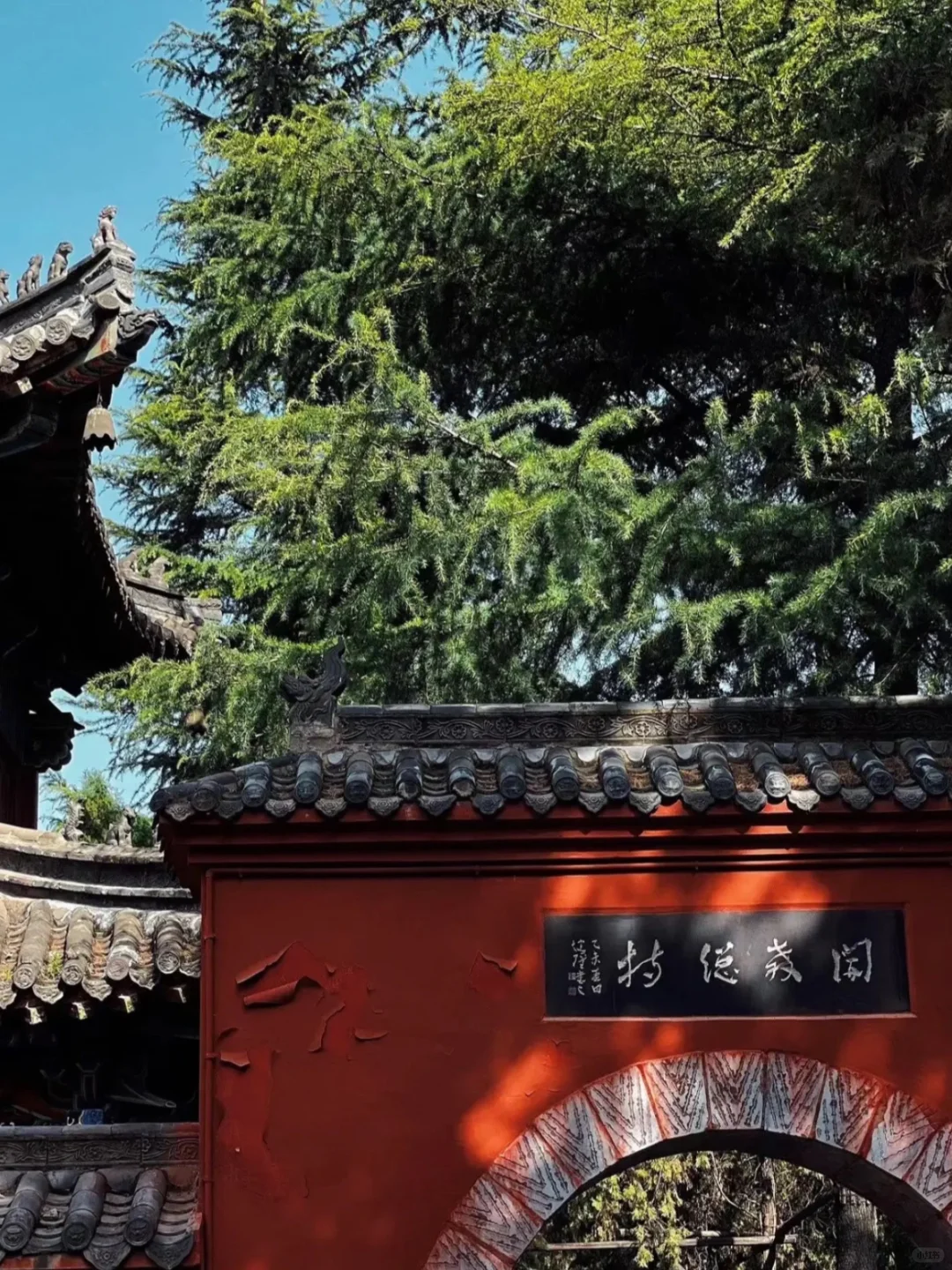 带爸妈去洛阳，2025赏花全攻略 路线+美食