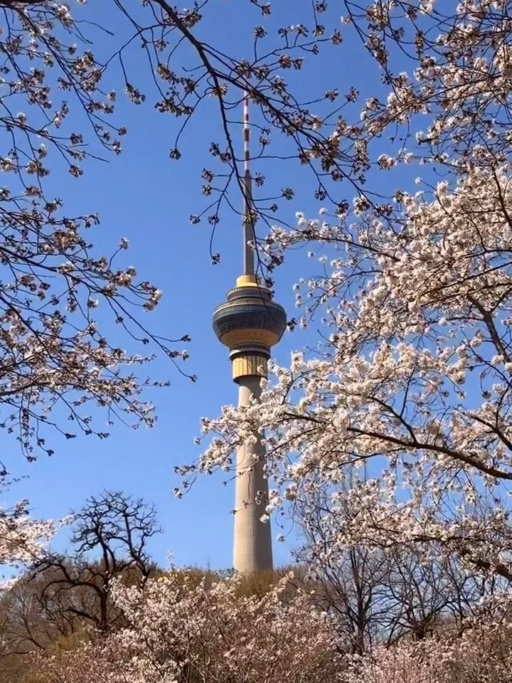 北京樱花🌸赏花攻略！错过等一年❗