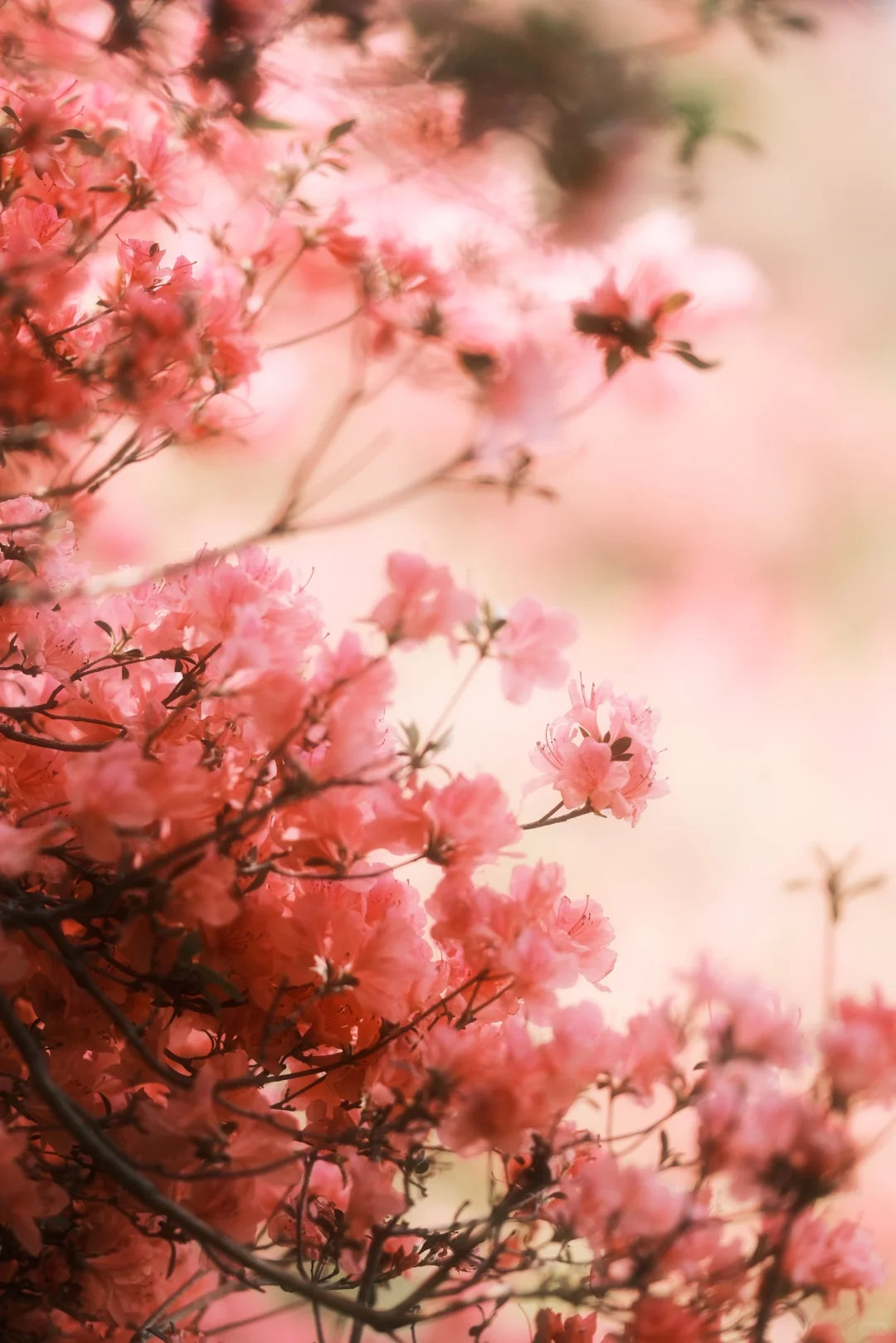 木兰山巅的粉墨江湖｜云雾山杜鹃花