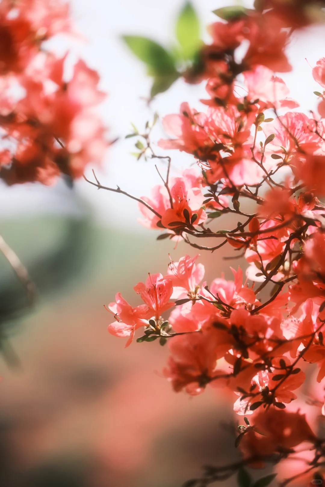木兰山巅的粉墨江湖｜云雾山杜鹃花