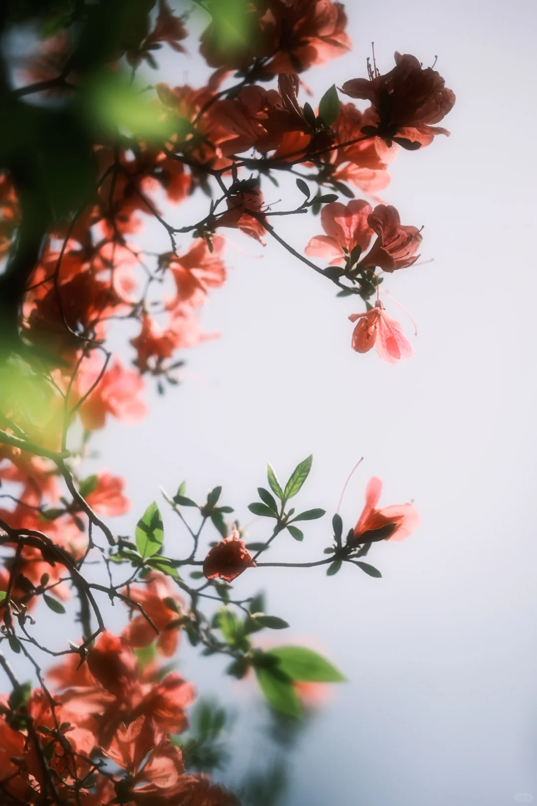木兰山巅的粉墨江湖｜云雾山杜鹃花