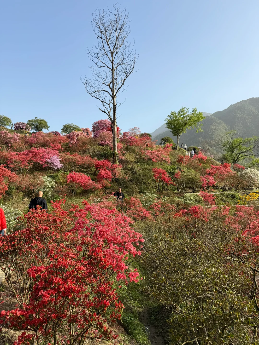 婺源一日游攻略🔥篁岭+婺女洲双景点全记录