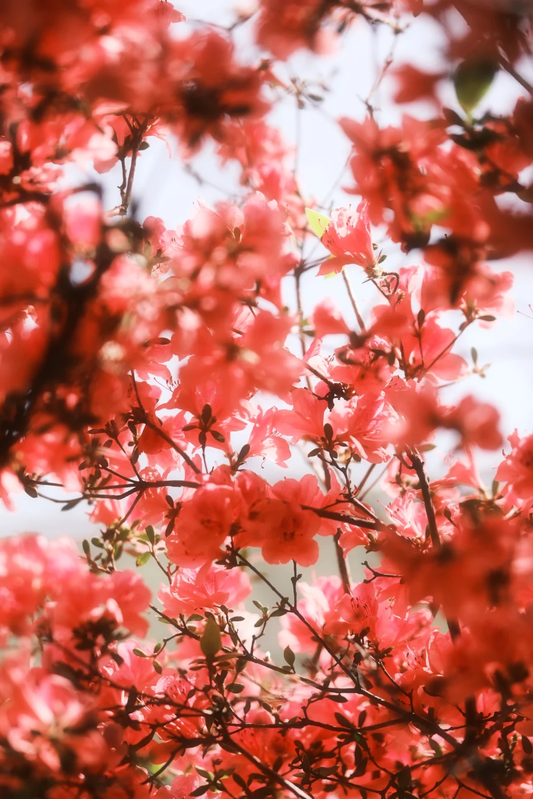木兰山巅的粉墨江湖｜云雾山杜鹃花
