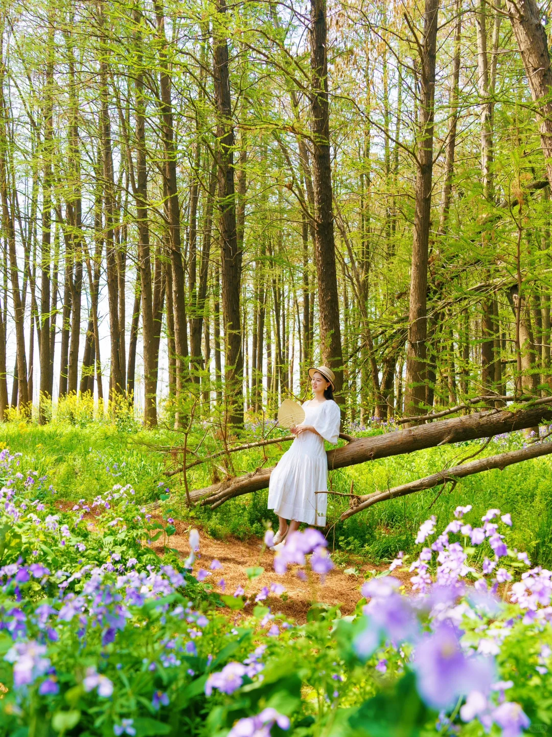 被《国家地理》评为最美的水上花海🌼有多绝👍