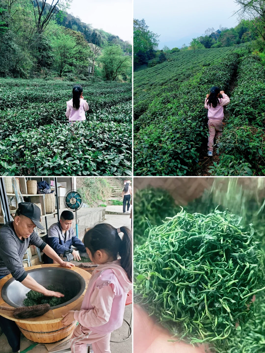 刚回来❗蒙顶山采茶徒步，亲子奖牌拿下‼️