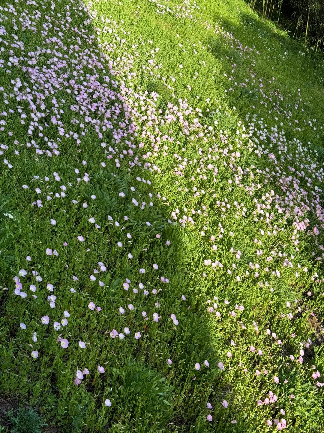 公园吸氧计划 | 西湖边存在感最低的公园⛰️