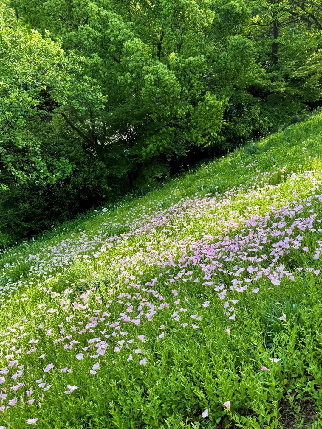 公园吸氧计划 | 西湖边存在感最低的公园⛰️
