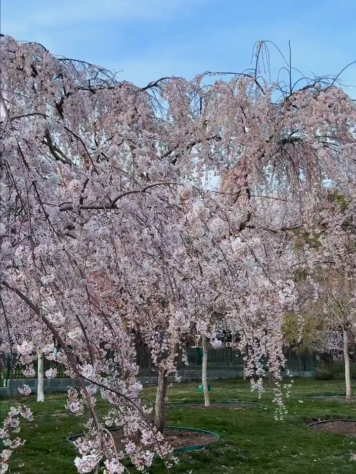 北京樱花🌸赏花攻略！错过等一年❗