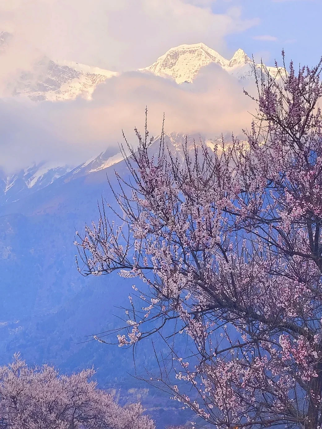 林芝的十里桃花🌸和日照金山，真的太震撼啦！