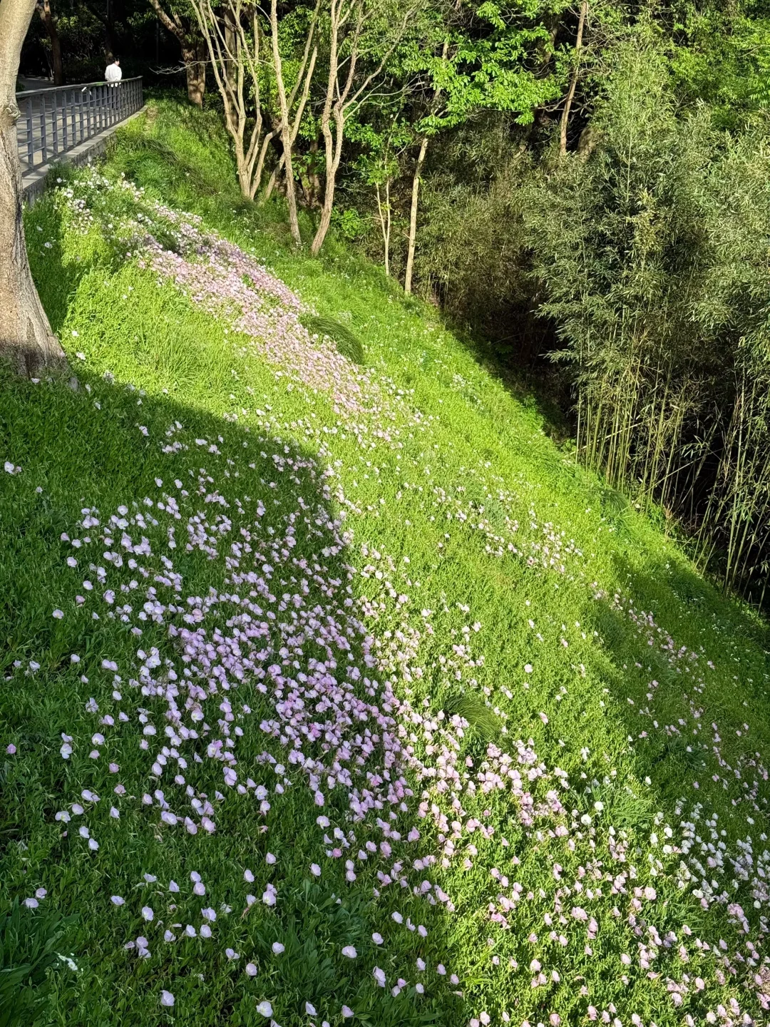 公园吸氧计划 | 西湖边存在感最低的公园⛰️