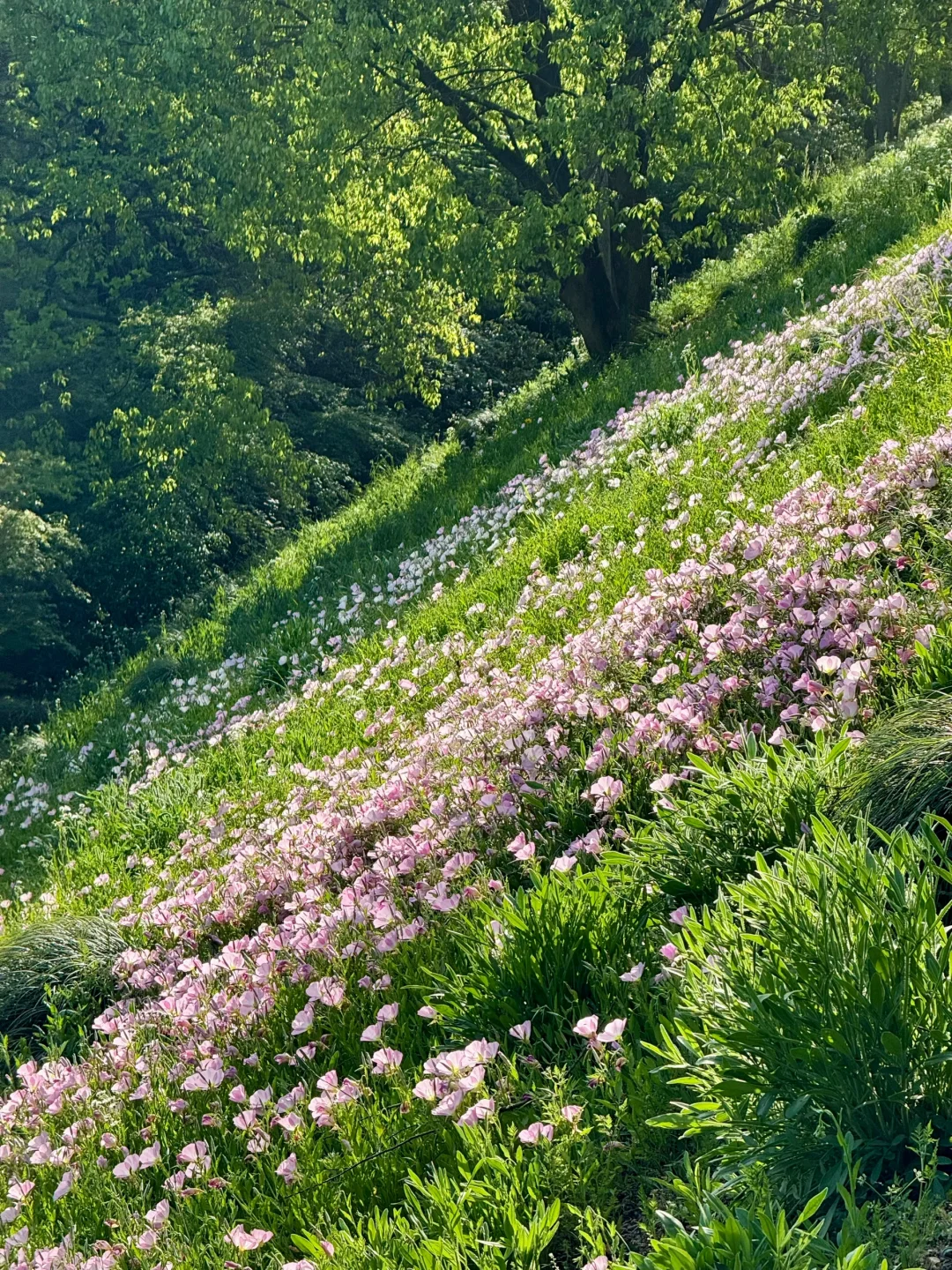 公园吸氧计划 | 西湖边存在感最低的公园⛰️