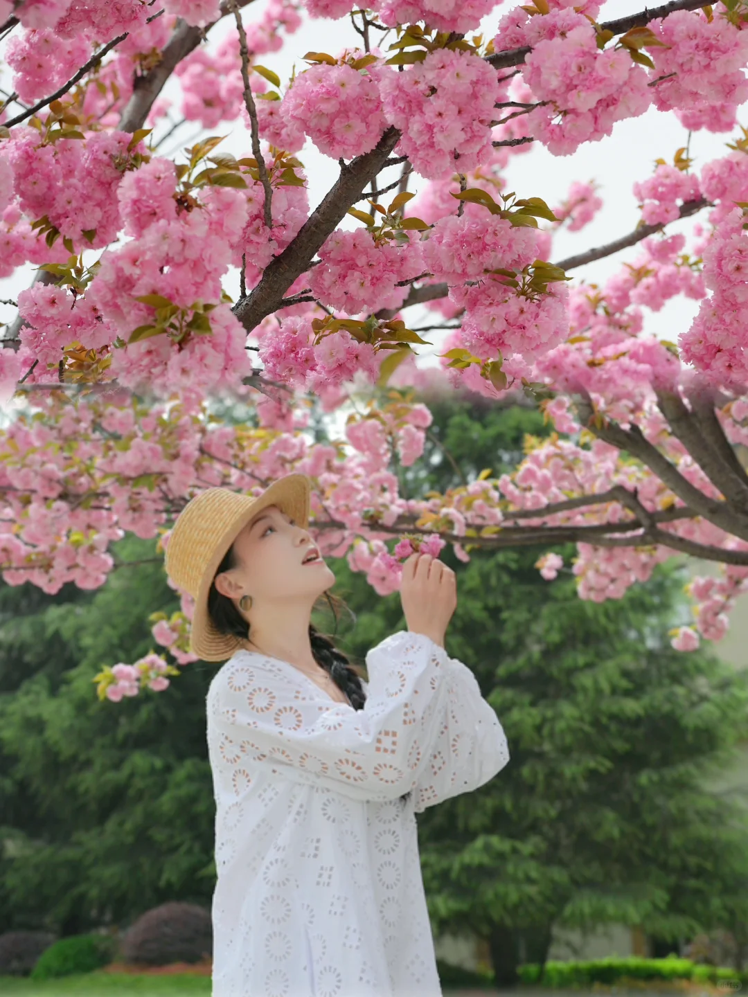 在陇南｜赏樱🌸品酿～