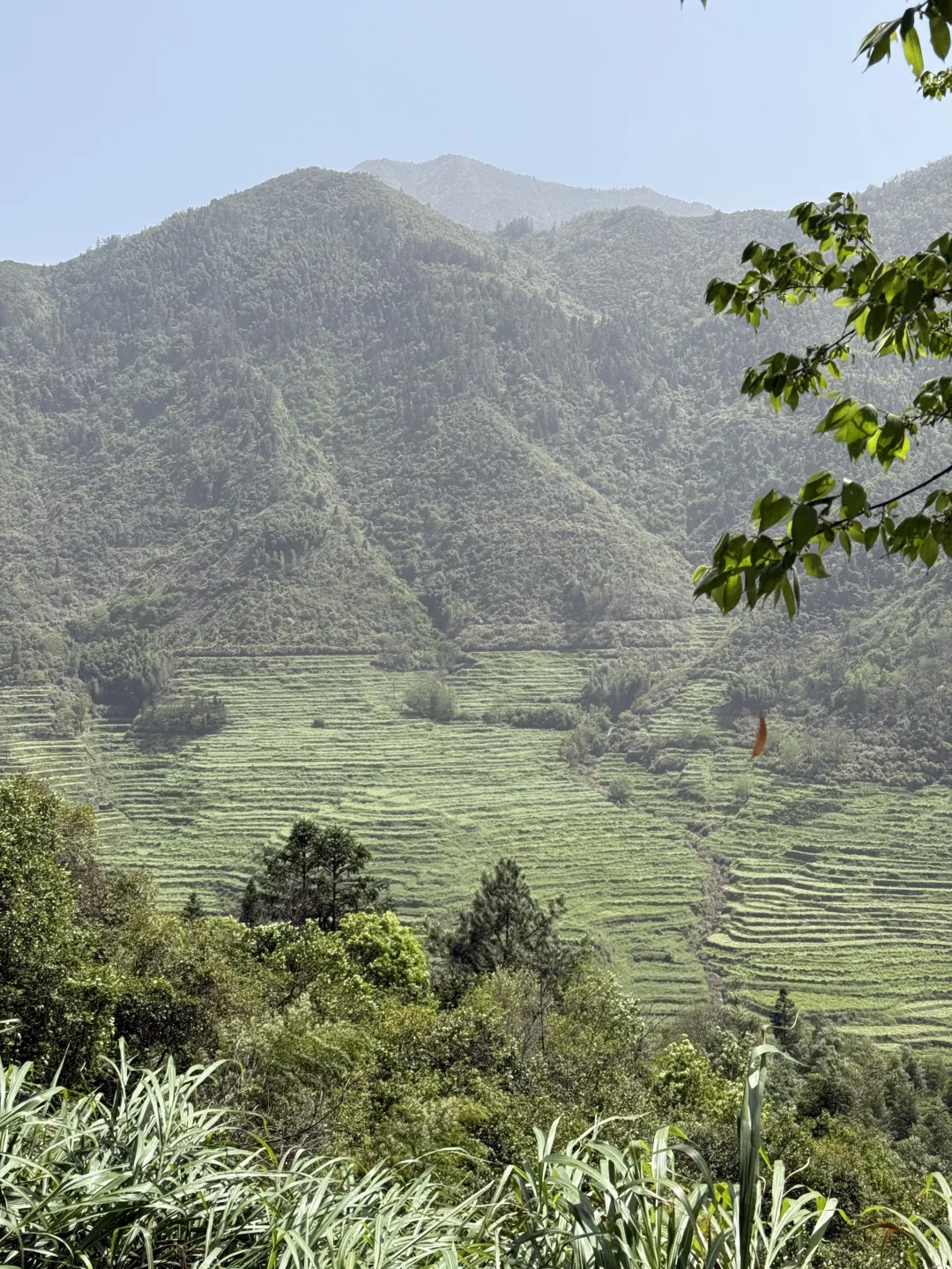婺源一日游攻略🔥篁岭+婺女洲双景点全记录