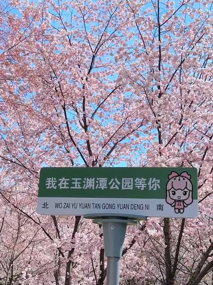 北京樱花🌸赏花攻略！错过等一年❗