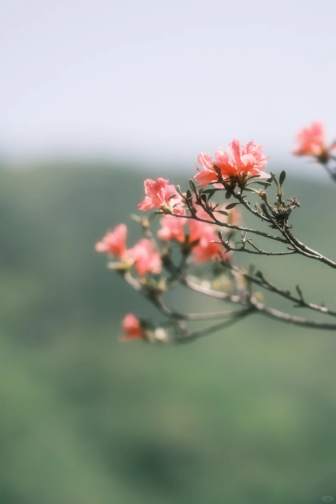 木兰山巅的粉墨江湖｜云雾山杜鹃花