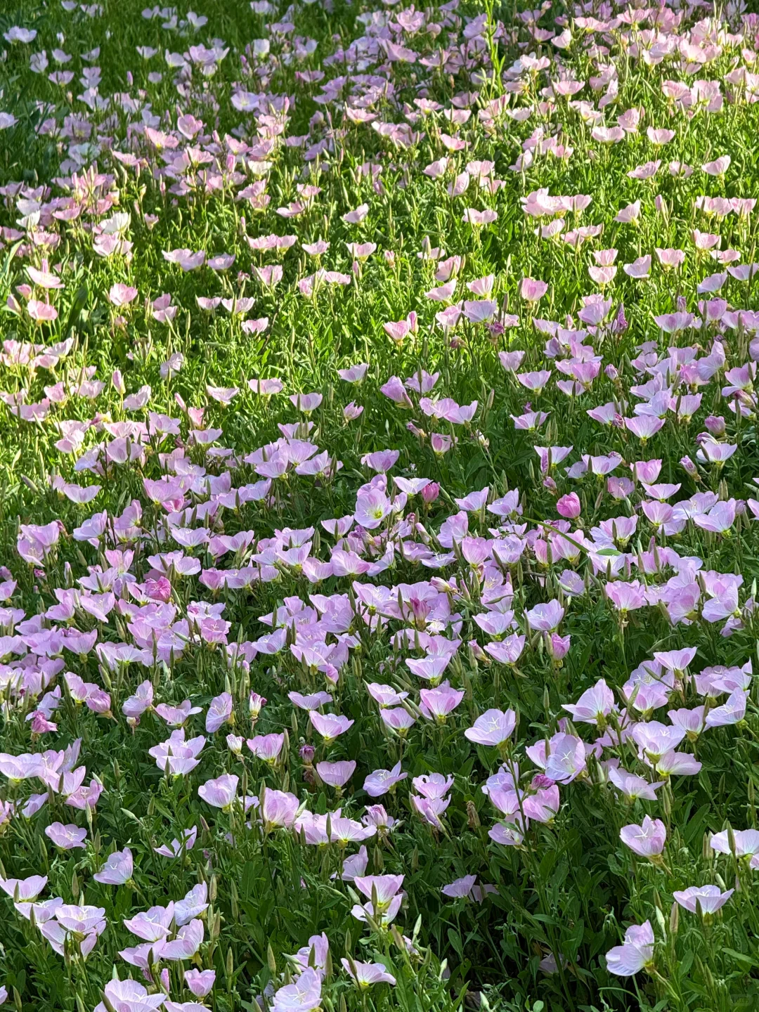 公园吸氧计划 | 西湖边存在感最低的公园⛰️