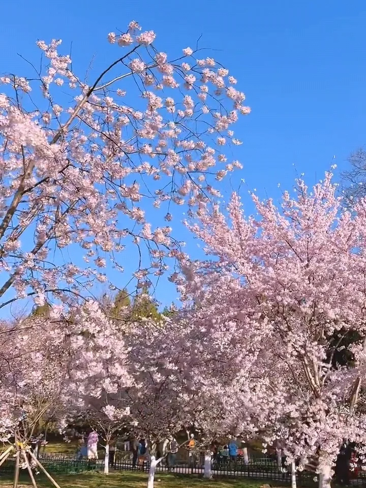 北京樱花🌸赏花攻略！错过等一年❗