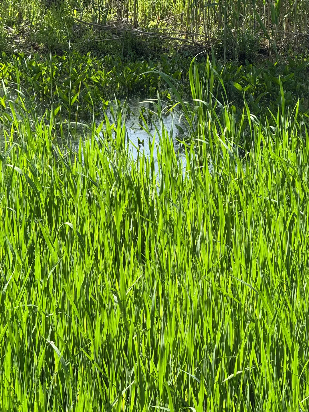 公园吸氧计划 | 西湖边存在感最低的公园⛰️