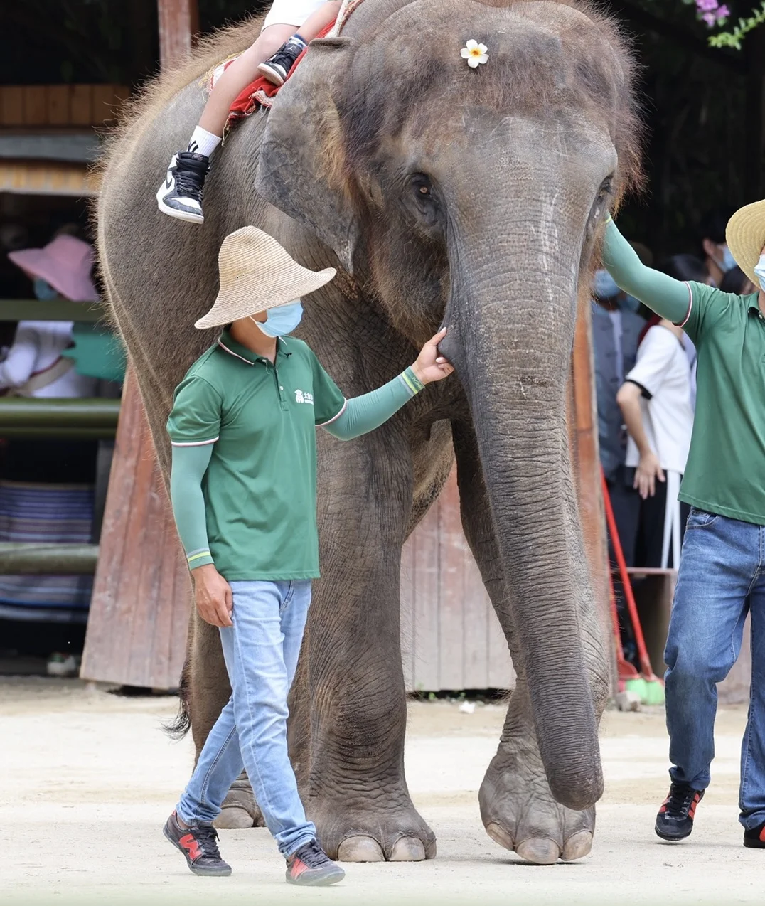 4.13 对版纳野象谷景区内亚洲象的考察报告