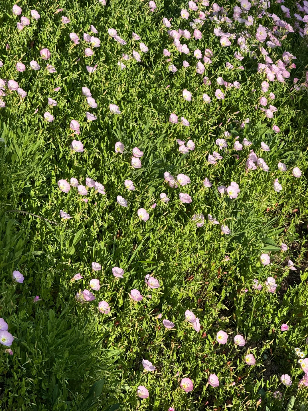 公园吸氧计划 | 西湖边存在感最低的公园⛰️