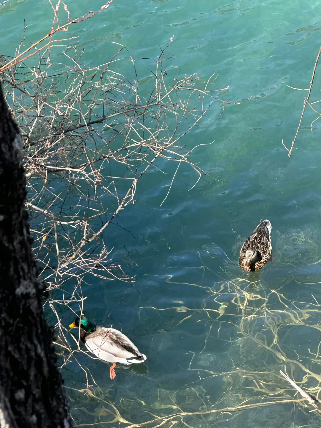 4.9📍九寨沟live实况直出…大自然的调色盘🎨